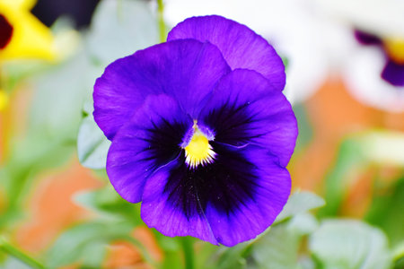 Purple pansy flower in the garden. Selective focus.