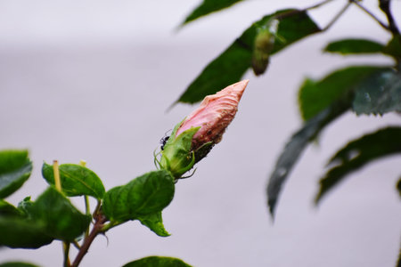 Hibiscus flower on the tree. Shallow depth of field.