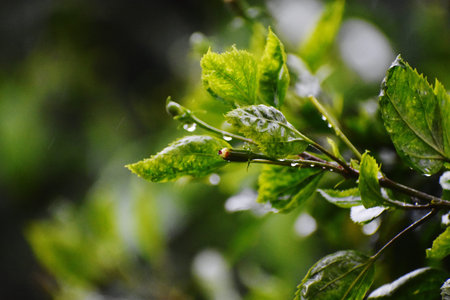 raindrops on the leaves of trees in the forest. shallow depth of field