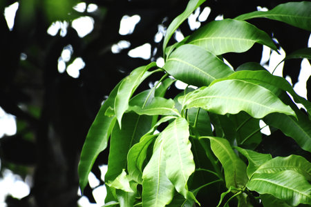 Mango leaves in tropical forest, closeup of green leaves.の写真素材