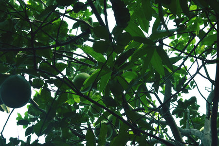 Passion fruit on the tree with green leaves in the garden.