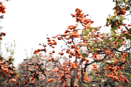 Butea monosperma is a species of flowering plant in the Palash family.の写真素材