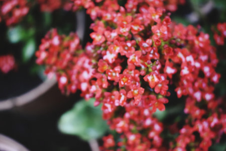 Blurred background of red flower blooming in the garden, stock photoの写真素材