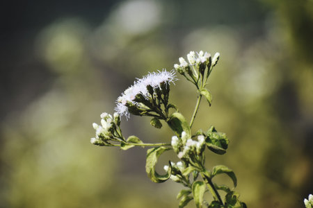 Flowering meadowsweet - Latin name - Thymus vulgaris