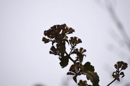 Flowering plant on the background of the cloudy sky. Close-up.