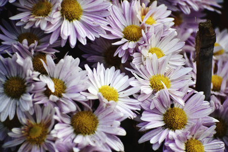 Close up of purple chrysanthemum flowers in the gardenの写真素材