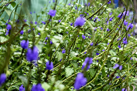 Purple flowers in the garden. Close up of purple flowers.の写真素材