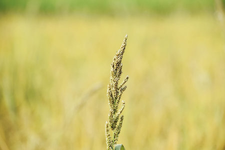 Close up of millet plant in the field with blurred background.