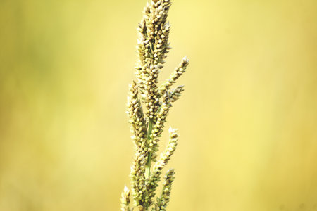 Close-up of grass on a background of yellow summer sky.の写真素材