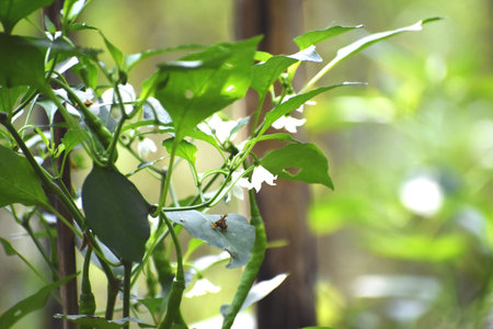 pepper plant in the garden, nature green background, selective focusの写真素材