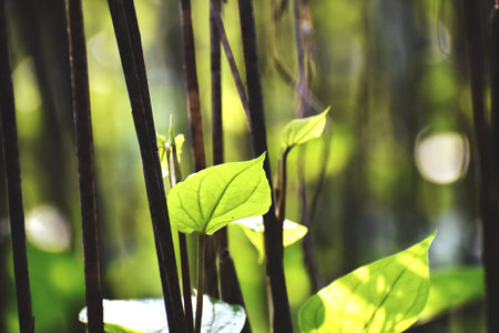 Green leaves in the forest, soft focus and shallow depth of field.の写真素材