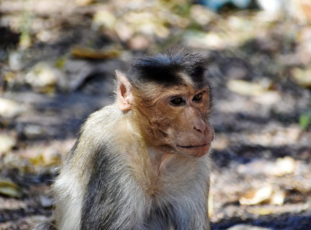 Monkey on the road in the forest. Macaca fascicularis