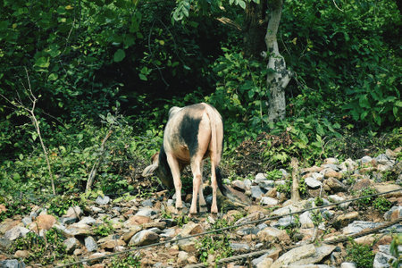 cow on the river, photo as a background, digital imageの写真素材
