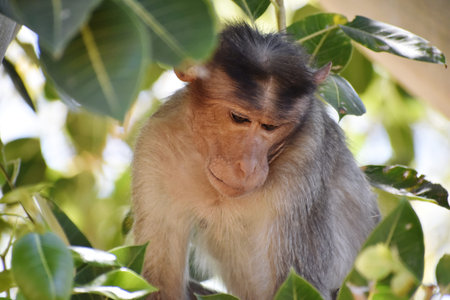 Long-tailed macaque (Macaca fascicularis) in a tree