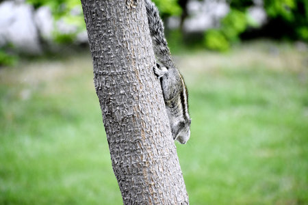 A chipmunk climbing a tree.の写真素材