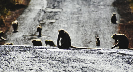 Group of monkeys in the natural environment. Wildlife scene from Africa.の写真素材