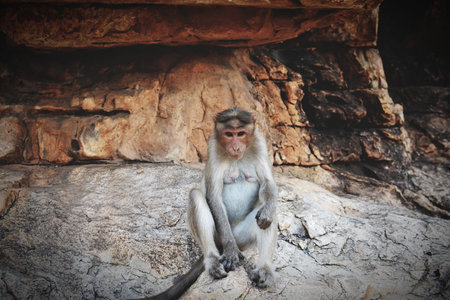 Monkey sitting on the rock in the forest. Animal portrait.