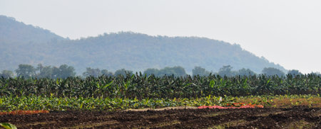 Banana plantation in Chiang Mai, Thailand. Bananas are growing in the field.の写真素材