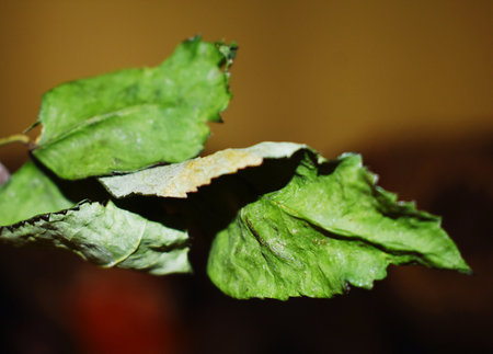 Dried leaves of a plant, close-upの写真素材