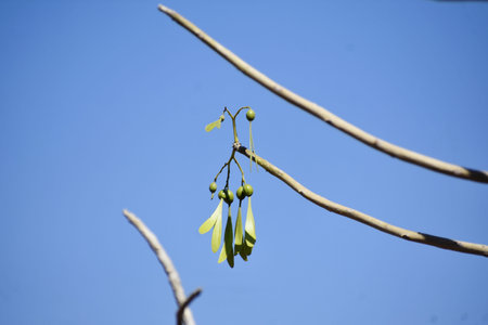 Leaves on tree with blue sky background