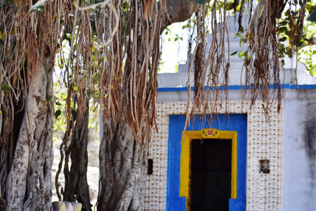 Old banyan tree in front of a blue and yellow doorの写真素材