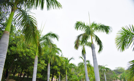 Coconut palm trees in the garden with cloudy sky background.