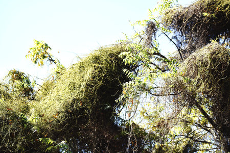 Moss on the branches of a tree against the blue sky.