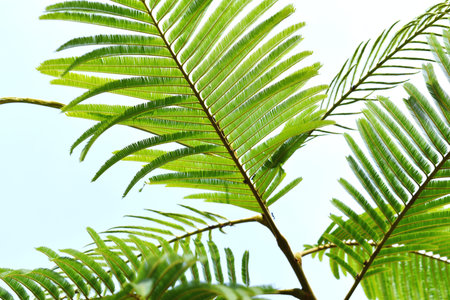 Green leaves of the palm tree on a background of blue sky.
