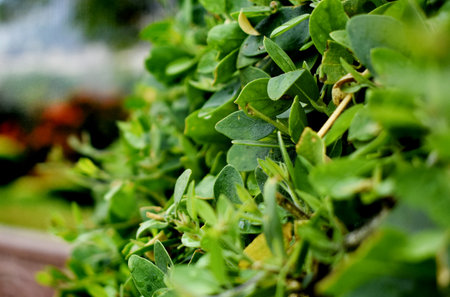 Green leaves in the garden as a natural background. Close up.の写真素材