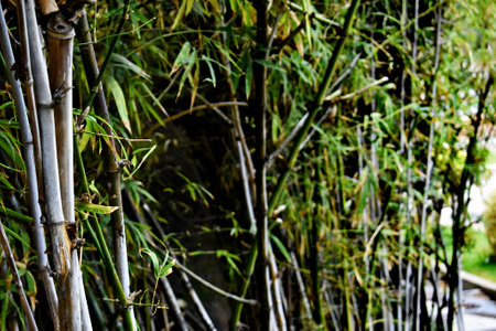 Bamboo forest in the park close-up. Natural background.の写真素材