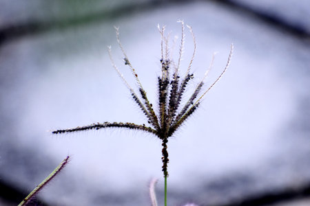 Close up of grass flower with dew drops in the morning.