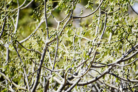 mistletoe on the tree in the forest, beautiful photo digital picture