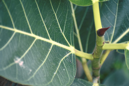 Close up of green fig leaf with blurred background, selective focus.