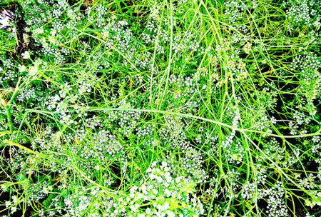 Gypsophila paniculata)
