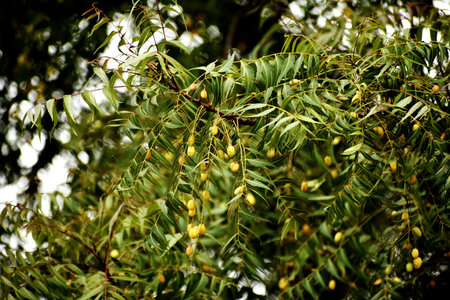 The branches of the tree with green leaves and yellow fruits close-up