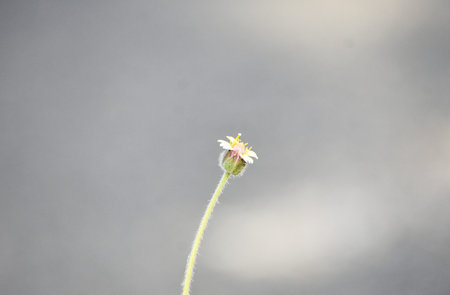 Small flower with water droplets on the petals on grey background