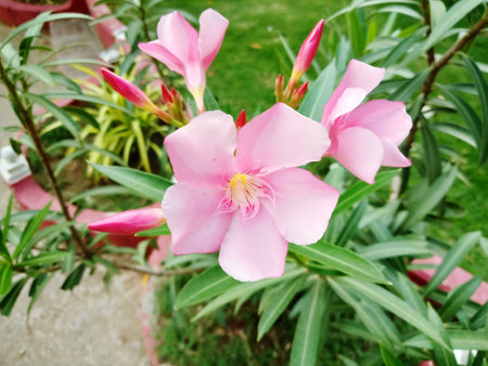 Pink oleander flower in the garden. (Nerium oleander)