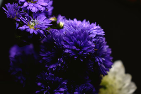 purple aster flowers on a black background, closeup of photoの写真素材