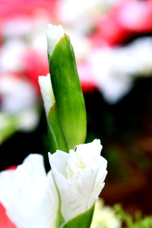 Beautiful white flower. Shallow depth of field.の写真素材