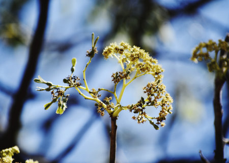 Close-up of a small yellow flowers on the branches of a treeの写真素材