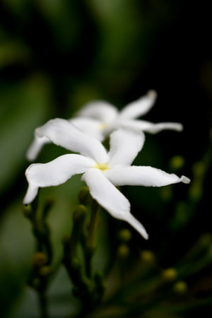 White Jasmine flower in the garden. (Jasminum indicum)の写真素材