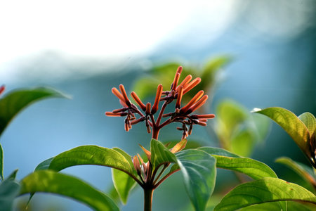 Close up of orange flower in the garden. (Ixora coccinea)