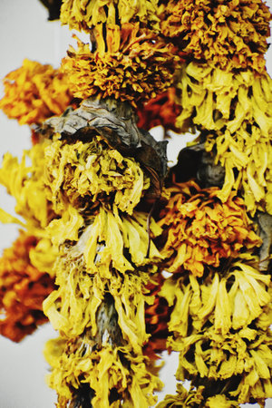 Marigold flowers on a white background. Marigold flower.の写真素材