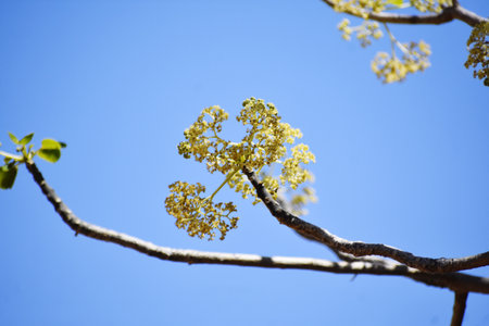 Flowering branch of a tree on a background of blue skyの写真素材