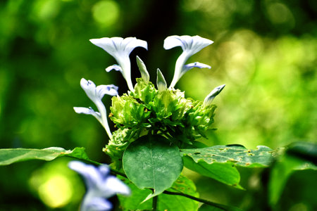 Close up of flower with green leaves in the nature background.の写真素材