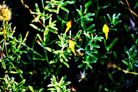 Closeup of small yellow flowers on a bush in the garden.