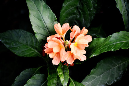 Orange flower with green leaves background. (Hibiscus)