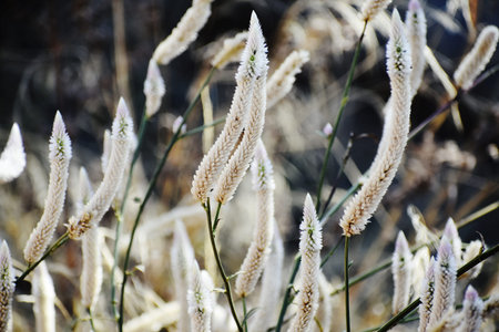 Flowering grass in the meadow, close-up.