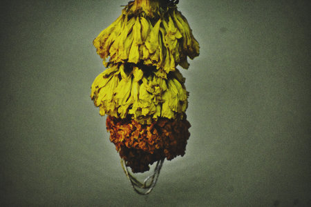 Dried flowers in a vase. Selective focus. Toned.の写真素材