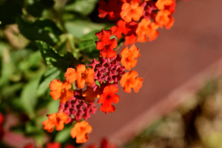 Close up of red and orange flowers in a garden, selective focusの写真素材